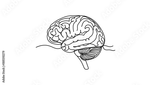 Detailed drawing of human brain anatomy.