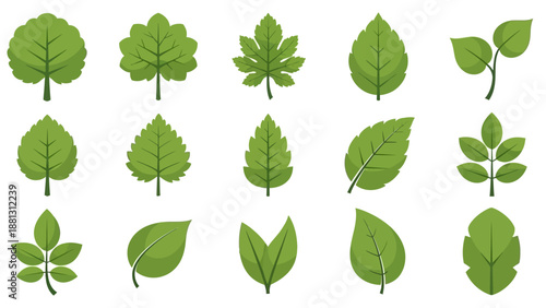 Collection of various green leaf shapes.