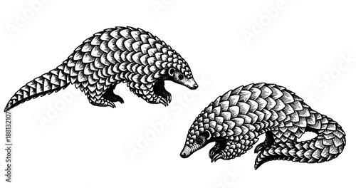 Pangolin engraving illustration for rare wildlife luxury branding