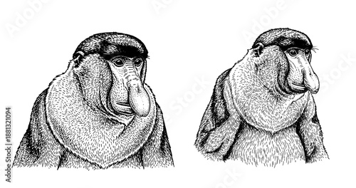 Proboscis monkey engraving illustration for exotic branding