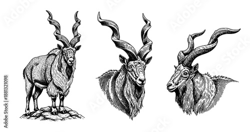 Markhor engraving illustration for premium alpine branding