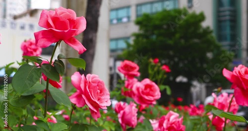 Gentle Roses Swaying Gracefully in the Wind