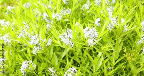 Delicate Flowers Swaying in the Gentle Wind