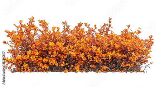 Vibrant autumn bush with orange leaves