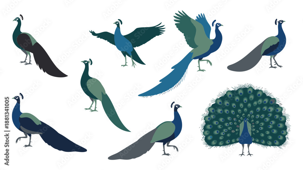 Obraz premium Vibrant Peacock Illustrations in Various Poses and Colors
