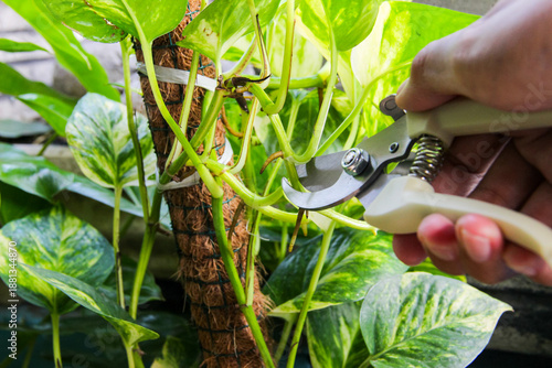 Foto Cutting pothos plants for propagation with pruning shears