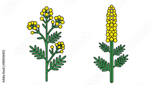 Pair of botanical illustrations depicting rapeseed (canola) plants in bloom and a tall yellow flowering inflorescence.