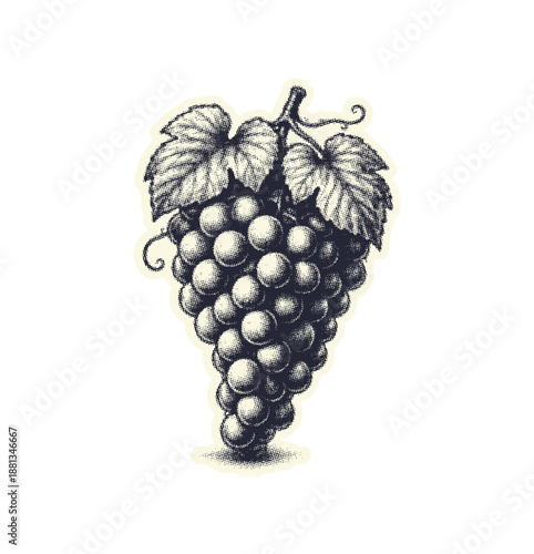 Vintage Grape Bunch Engraving Illustration isolated on transparent background, generative ai