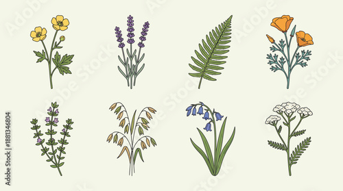 Collection of hand-drawn wildflowers and grasses featuring lavender sprigs, fern, yellow daisies, orange blossoms, and assorted meadow plants