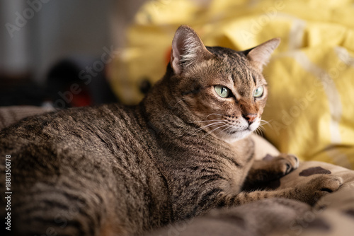 portrait of a cat