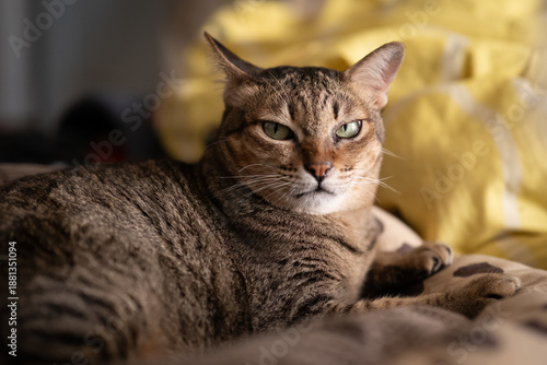portrait of a cat