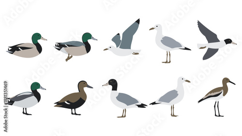 Ducks and Seagulls in Various Poses on White Background