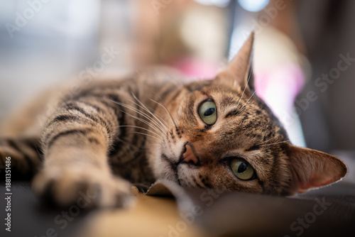 portrait of a cat