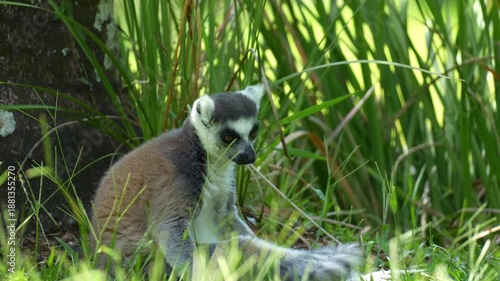 A ring-tailed lemur (Lemur catta) sits on the grassy ground, holding and grooming its distinct long black-and-white ringed tail, close up shot.