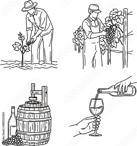 Line art illustration showing the stages of winemaking from grape cultivation to pouring a glass of wine.
