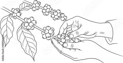 Hands carefully picking ripe coffee cherries from a branch of a coffee plant.
