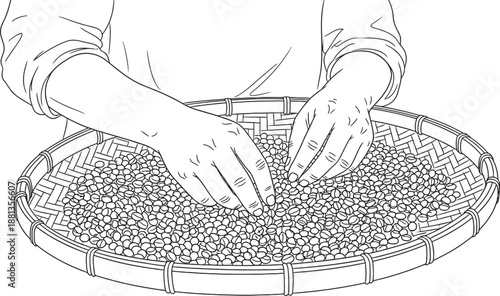 Close-up of hands sorting small beans or grains in a traditional woven bamboo winnowing basket, line drawing.