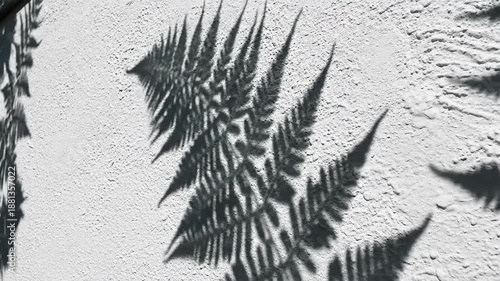 Shadows of Delicate Fern Fronds Cast on a Textured White Wall on a Bright Sunny Day Creating an Abstract Natural Pattern