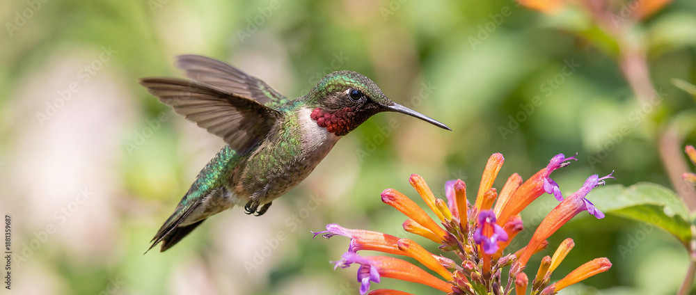 Fototapeta premium Tiny Hummingbird Hovering in Bright Summer Sunlight, Nature Close-Up