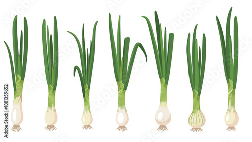 Row of fresh green onions or scallions with white bulbs and long green stalks shown in a clean line for culinary and cooking concepts.