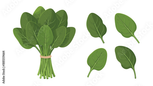 Healthy green spinach bundle tied with string alongside individual fresh leaves shown from various angles for cooking and diet themes.