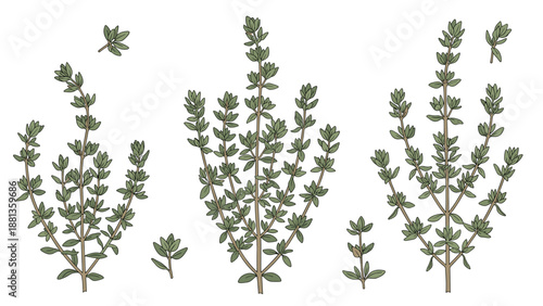 Fresh thyme herb sprigs and leaves shown in several bunches perfect for culinary seasonings, organic cooking, and healthy food design.