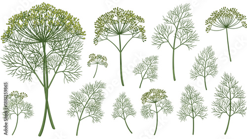 Assorted fresh green dill or fennel sprigs and flowering umbrellas isolated on a white background for culinary and herbal design.