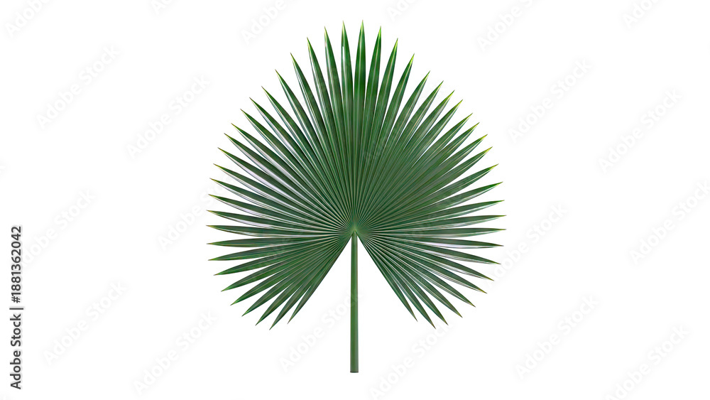 Fototapeta premium Green Palm Leaf on White Background