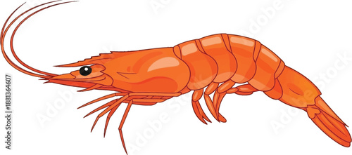 Illustration of a single orange shrimp on a white background