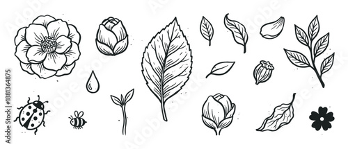 Set of hand-drawn floral and insect illustrations with flowers, leaves, a ladybug, and a bee in a charming, rustic, black and white line art style with vintage texture