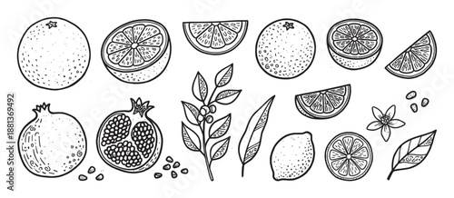 Hand-drawn black and white citrus fruit set with orange, lemon, and pomegranate in a vintage doodle sketch style, including whole fruits, slices, leaves, seeds, and a flower illustration