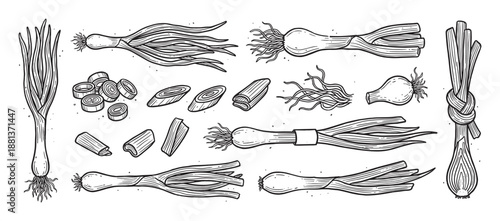 Hand-drawn green onion illustrations set in a vintage engraving style, showing whole scallions, sliced pieces, chopped rings, and tied bunches for culinary concepts