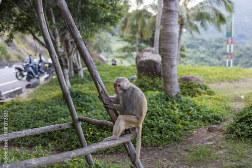 Canvas Print Monkey sitting by the roadside in Vietnam looking at the camera