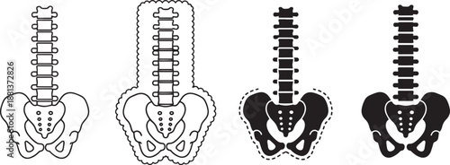 Human spine and pelvis bone anatomy icons with different line styles