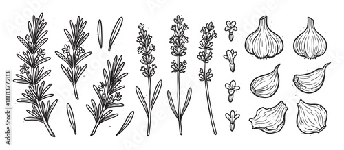 Hand drawn collection of rosemary, lavender, and garlic in a rustic black and white sketch style, featuring sprigs, flowers, bulbs, and cloves for botanical or culinary ingredient designs