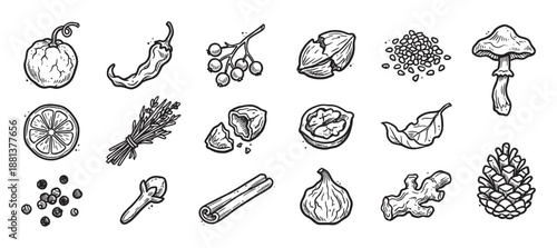 Hand-drawn collection of spices and natural ingredients in a vintage sketch style, featuring cinnamon, ginger, chili pepper, mushroom, citrus, and nuts for culinary or botanical design