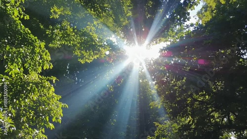 Wallpaper Mural Magnificent nature landscape in forest park. Large oak tree creating comfortable shade. Sun beams getting through rich tree foliage and branches during sunset. Torontodigital.ca