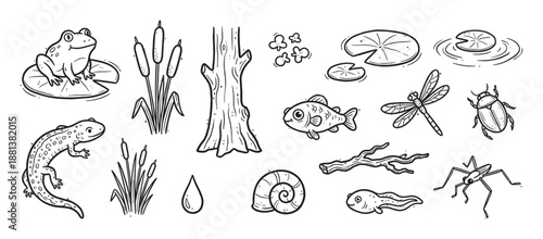 Collection of hand-drawn pond life illustrations featuring a frog, fish, dragonfly, and newt in a charming black and white doodle style for nature and wildlife themes