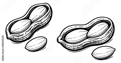 Hand drawn line art peanut set featuring whole pods and shelled kernels for food and snack product design