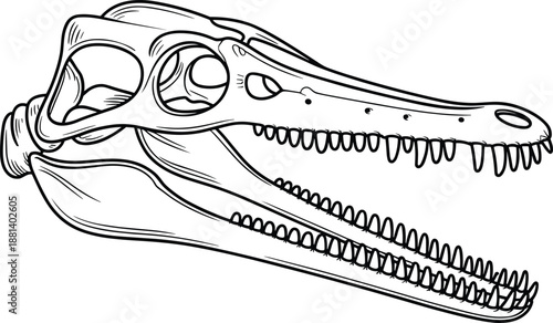 Skull of a Crocodile with Open Jaw and Teeth prehistoric