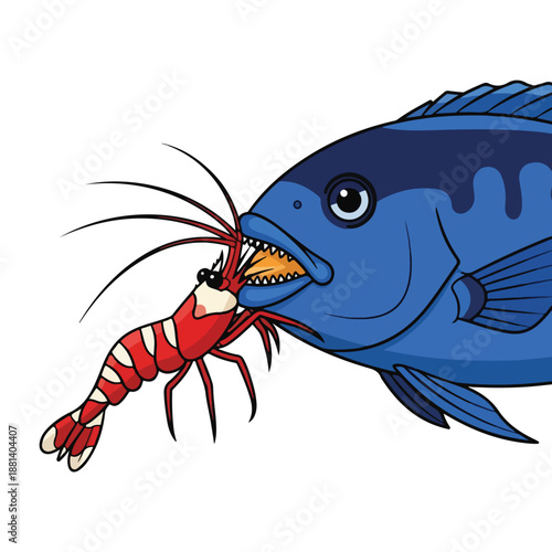 A blue fish with sharp teeth eats red shrimp