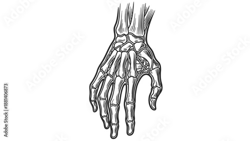 Detailed illustration of human hand bones