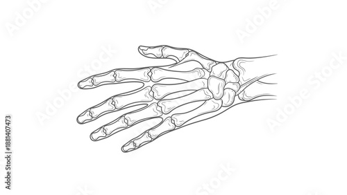 Detailed illustration of human hand skeleton