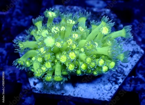 Slika na platnu Vibrant coral branches sway gently, home to dazzling fish and sea creatures