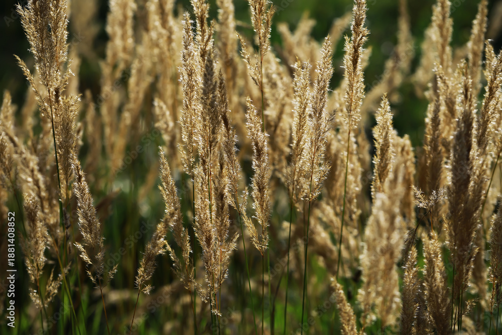 Fototapeta premium Golden Tall Grass Swaying in the Sunlit Fields during Late Summer