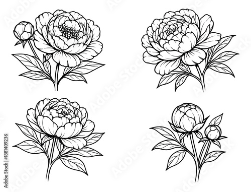 Hand drawn line art floral set featuring peony flowers and buds for various design projects