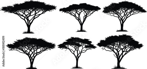 Acacia tree silhouette illustration set, African savanna flat top trees, botanical nature collection, black vector design isolated on white background