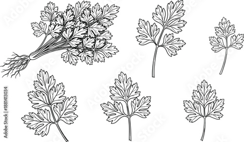 Hand drawn parsley leaves illustration set, botanical herb sketch collection with roots and stems, vintage line art vegetable vector isolated