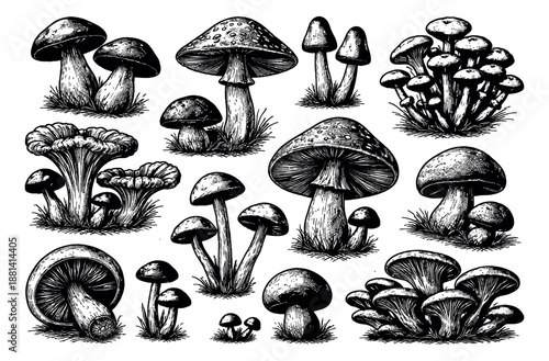Hand drawn sketch mushroom set featuring diverse forest fungi for botanical and nature designs