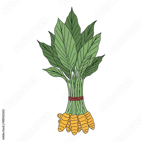 Vibrant hand-drawn illustration of fresh turmeric, featuring a bundle of golden rhizomes and verdant green leaves tied together, symbolizing health and flavor